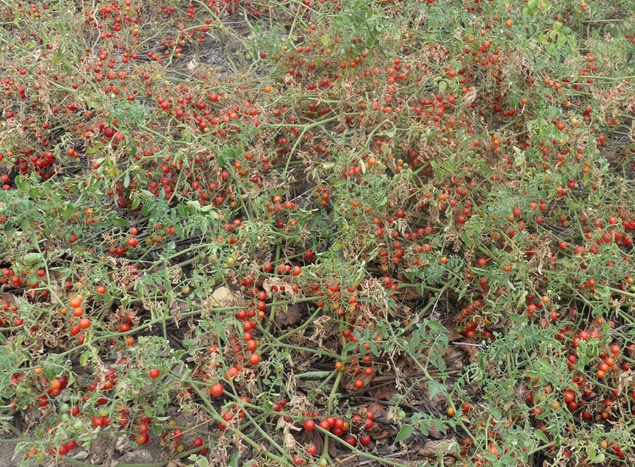 S pimpinellifolium Hoppe